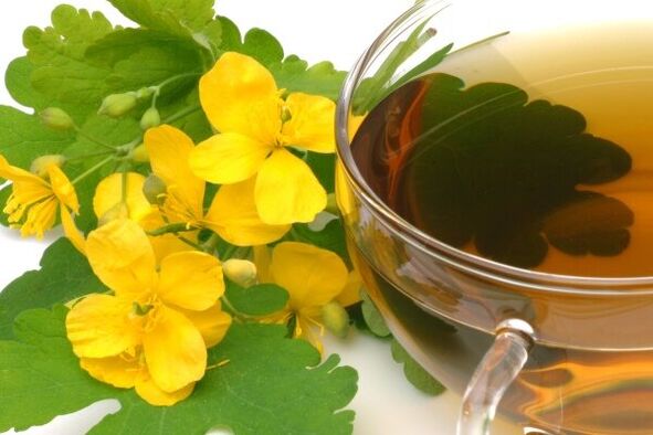 infusão de celidônia para o tratamento da prostatite